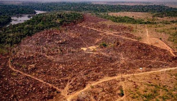 La deforestazione in Amazonia